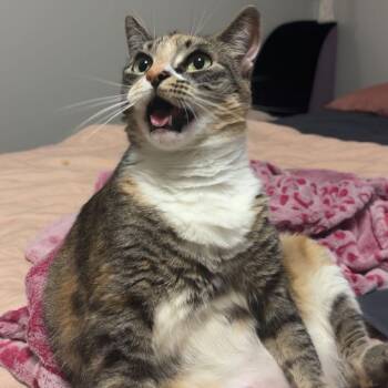 Susie -  Domestic Short Hair Cat for Adoption in Philadelphia, Pennsylvania - Susie | PetCurious
