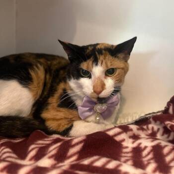 Domestic Short Hair Cats Available for Adoption in Matteson, Illinois - Kali | PetCurious