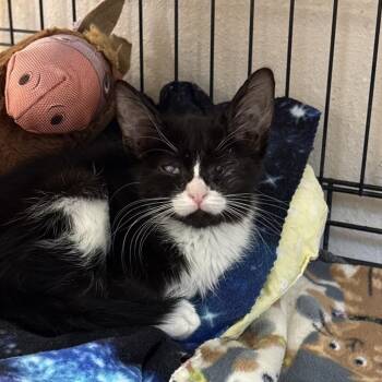Esquire -  Domestic Short Hair Cat for Adoption in Kanab, Utah - Esquire | PetCurious