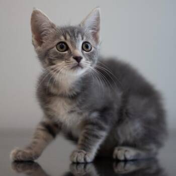Mia 2 -  Domestic Medium Hair Cat for Adoption in Cumming, Georgia - Mia 2 | PetCurious