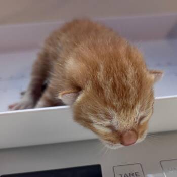 Domestic Short Hair Cats Available for Adoption in Corpus Christi, Texas - Christopher | PetCurious