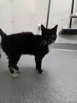 Domestic Short Hair Cats Available for Adoption in Sevierville, Tennessee - Bartlett | PetCurious