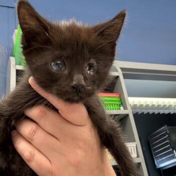 Domestic Medium Hair Cats Available for Adoption in Summerlee, West Virginia - Wink | PetCurious