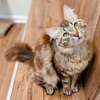 Domestic Long Hair Cats Available for Adoption in Evanston, Illinois - Bibimbap | PetCurious