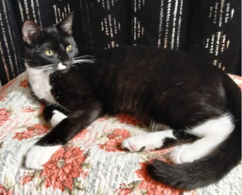 Rescue Domestic Short Hair Cats for Adoption in Encinitas, California - Luvy | PetCurious