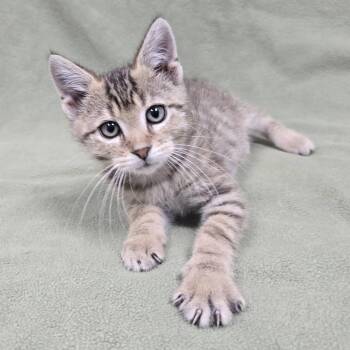Preston -  Domestic Short Hair Cat for Adoption in Frankfort, Indiana - Preston | PetCurious