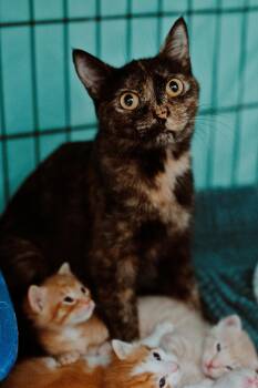 Tortoiseshell Cats Available for Adoption in Le Mars, Iowa - Sasha Lyn | PetCurious