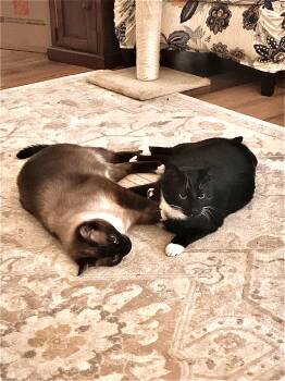 American Shorthair and Siamese Cats Available for Adoption in Mountain Home, Arkansas - Frankie & Sammy | PetCurious