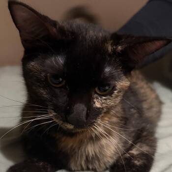 Zara - Costa Mesa Location -  Domestic Short Hair Cat for Adoption in Chino Hills, California - Zara - Costa Mesa Location | PetCurious