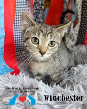 Winchester -  Domestic Short Hair Cat for Adoption in Ocean Springs, Mississippi - Winchester | PetCurious