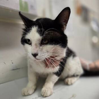 Guinness -  Domestic Medium Hair Cat for Adoption in Charleston, West Virginia - Guinness | PetCurious