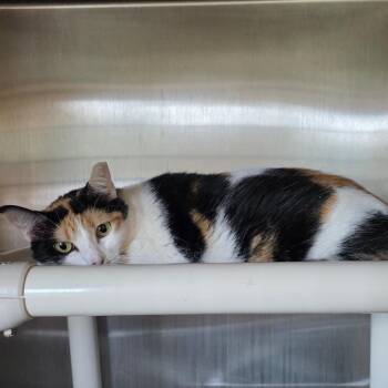 Sassy -  Domestic Short Hair Cat for Adoption in Sand Springs, Oklahoma - Sassy | PetCurious