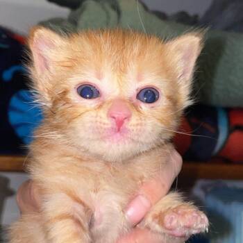 Wendolyn -  Domestic Short Hair Cat for Adoption in Gloucester, Virginia - Wendolyn | PetCurious