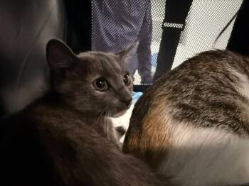 A1269020 -  Domestic Short Hair Cat for Adoption in Charlotte, North Carolina - A1269020 | PetCurious