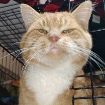 Rescue Domestic Short Hair Cats for Adoption in Grantsville, Utah - Cosmos | PetCurious