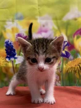 Domestic Short Hair Cats Available for Adoption in San Antonio, Texas - Kona | PetCurious