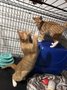 Bert and Ernie -  Domestic Short Hair Cat for Adoption in Greensburg, Pennsylvania - Bert And Ernie | PetCurious