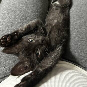 Nano -  Domestic Short Hair Cat for Adoption in West Jefferson, Ohio - Nano | PetCurious