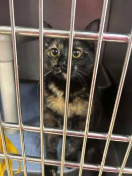 Domestic Short Hair Cats Available for Adoption - Clementine | PetCurious