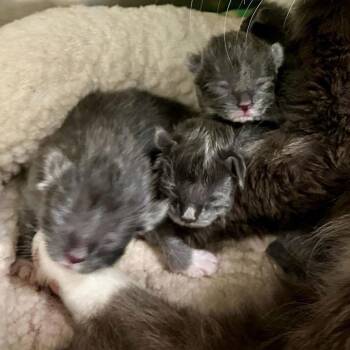 Domestic Medium Hair Cats Available for Adoption - Cath C6243 | PetCurious