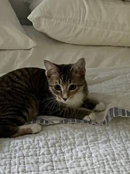 Rescue Domestic Short Hair Cats for Adoption in Berkeley Heights, New Jersey - Molly | PetCurious