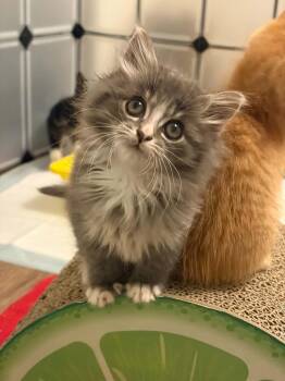 Domestic Medium Hair Cats Available for Adoption - Joker | PetCurious