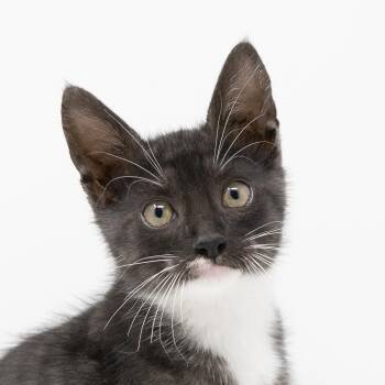 Rescue Tuxedo and Tabby Cats for Adoption in Trophy Club, Texas - Bonnie Mae | PetCurious
