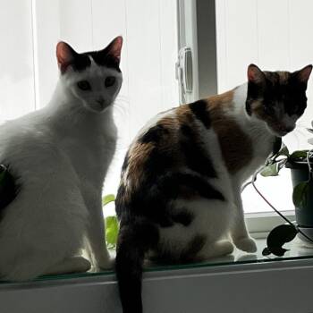 Harlequin -  Domestic Short Hair Cat for Adoption in Chaska, Minnesota - Harlequin | PetCurious