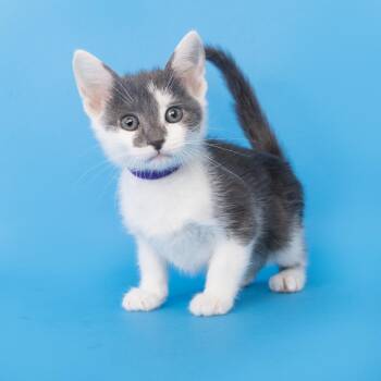 Fergus -  American Shorthair Cat for Adoption in Franklin, Tennessee - Fergus | PetCurious