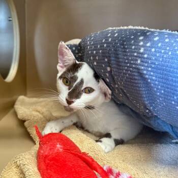 Junie - Butler campus! -  Domestic Short Hair Cat for Adoption in Flagstaff, Arizona - Junie - Butler Campus! | PetCurious