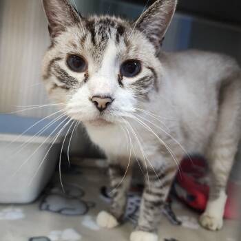 Rescue Siamese Cats for Adoption in Dixon, Illinois - Loki | PetCurious