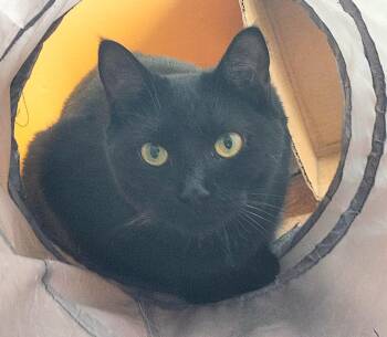 Rescue Domestic Short Hair Cats for Adoption in Chertsey, Quebec - Gipsy | PetCurious