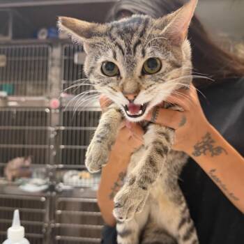Selina -  Domestic Short Hair Cat for Adoption in Las Vegas, Nevada - Selina | PetCurious
