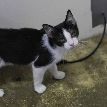 Jaine -  Domestic Short Hair Cat for Adoption in Los Angeles, California - Jaine | PetCurious