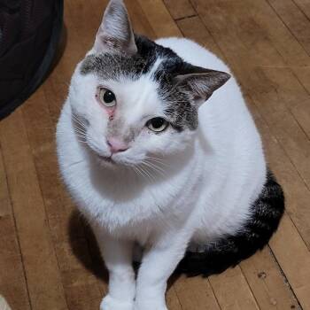 Domestic Short Hair Cats Available for Adoption in Saint Paul, Minnesota - Pancho | PetCurious