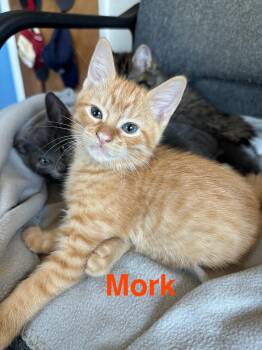 Rescue Domestic Short Hair Cats for Adoption in NEW PT RICHEY, Florida - Mork | PetCurious