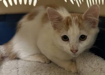 Rescue Domestic Medium Hair and Domestic Short Hair Cats for Adoption in Honolulu, Hawaii - 59410906 | PetCurious