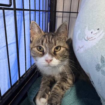 Rescue Domestic Short Hair Cats for Adoption in Ridgely, Maryland - Nana | PetCurious