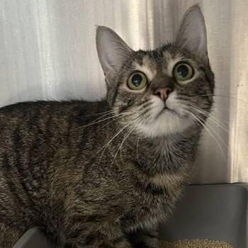 Paws -  Domestic Short Hair Cat for Adoption in Oak Park, Illinois - Paws | PetCurious