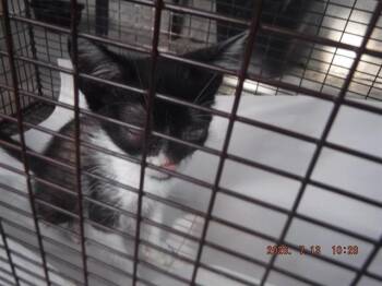NICK JONAS -  Domestic Short Hair Cat for Adoption in Doral, Florida - NICK JONAS | PetCurious