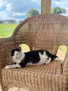 Rescue Domestic Short Hair Cats for Adoption in Chuckey, Tennessee - Olive SC | PetCurious