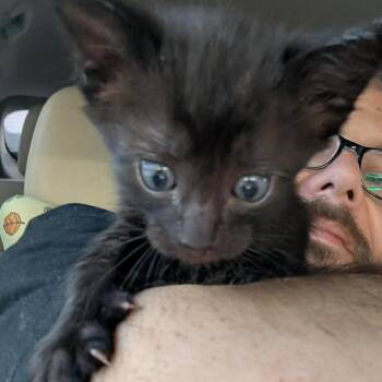Domestic Short Hair Cats Available for Adoption in Little Mountain, South Carolina - Jinu | PetCurious