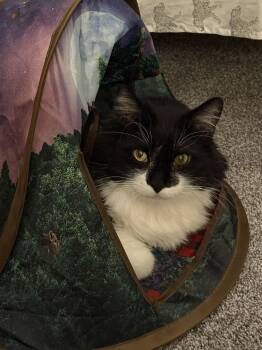 Domestic Long Hair Cats Available for Adoption in Wheaton, Illinois - Kipper | PetCurious