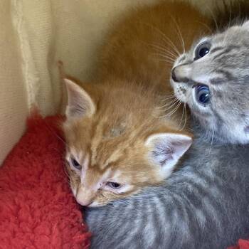 Harvey (AKA Dorito) -  Domestic Short Hair Cat for Adoption in Galveston, Texas - Harvey (AKA Dorito) | PetCurious