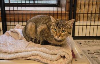 Rescue Domestic Short Hair Cats for Adoption in Jackson, Tennessee - Walnut | PetCurious