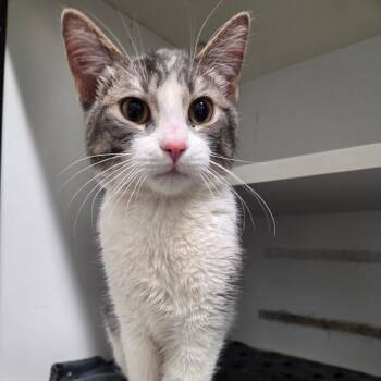 Domestic Short Hair Cats Available for Adoption in North Battleford, Saskatchewan - Didn