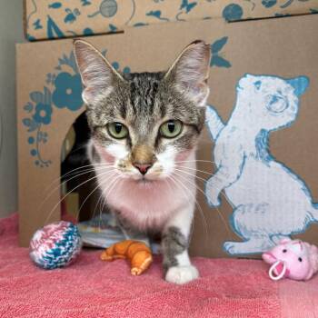 Aurella (Holland Cat Cove) -  Domestic Short Hair Cat for Adoption in West Olive, Michigan - Aurella (Holland Cat Cove) | PetCurious