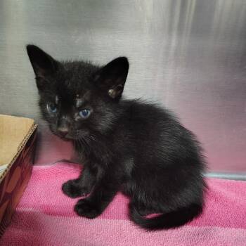 Domestic Short Hair Cats Available for Adoption in Vieques, Vieques - Mowgli | PetCurious