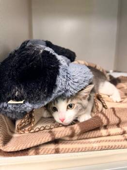 Pickles -  Domestic Short Hair Cat for Adoption in Pottsville, Pennsylvania - Pickles | PetCurious