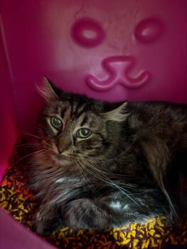 Silly Putty -  Domestic Medium Hair Cat for Adoption in Billings, Montana - Silly Putty | PetCurious